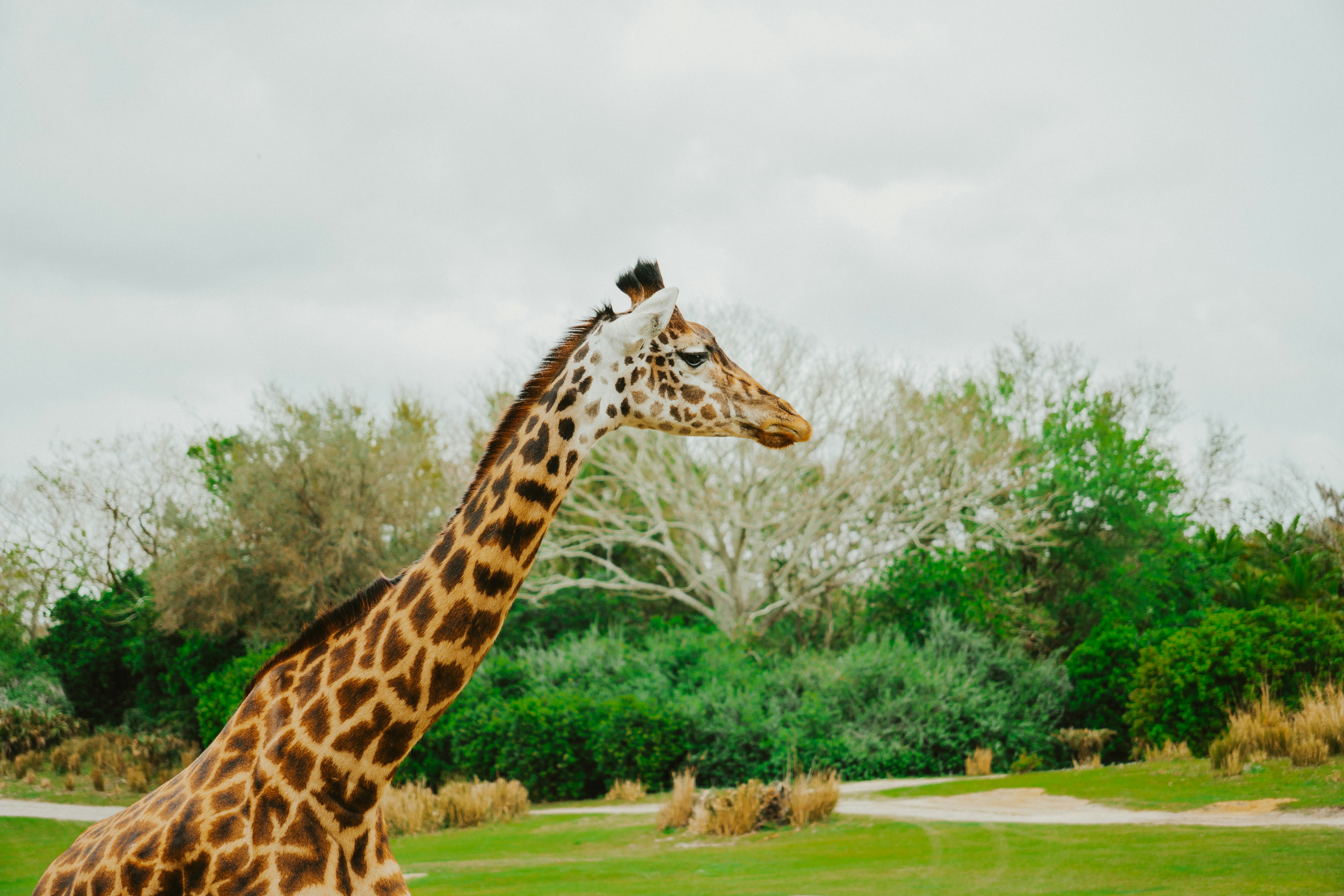 Animal Kingdom